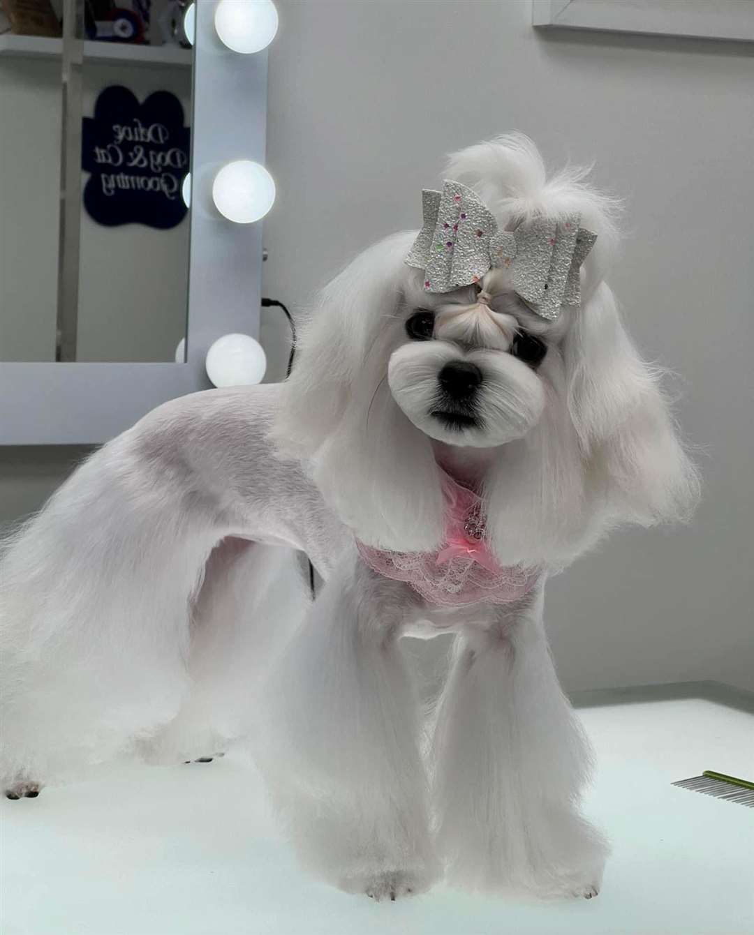 A very glamorous dog