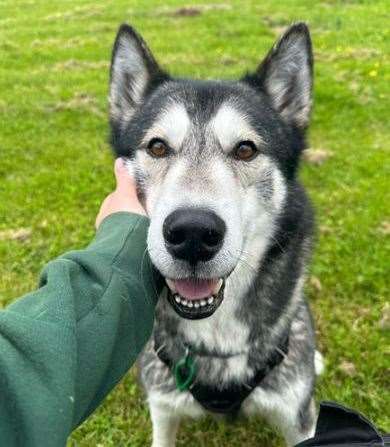The brand's product helped underweight Koby's recovery. Picture Jerry Green Dog Rescue