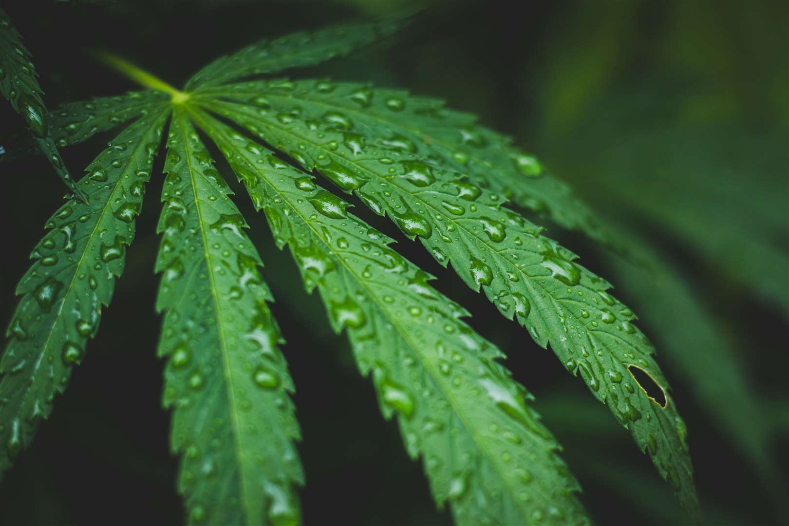 A new procedure to deal with odours such as cannabis has been launched. Picture: iStock