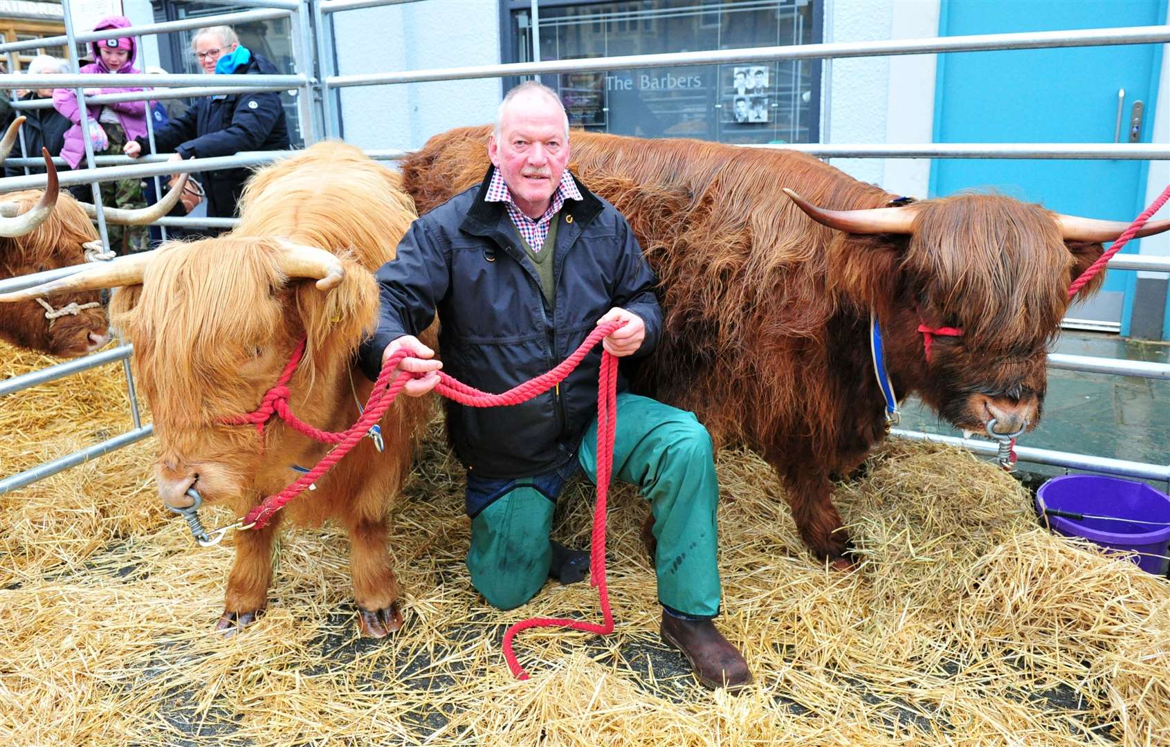 Steve Morphy with Highland cattle. Photo: Chris Lowndes.