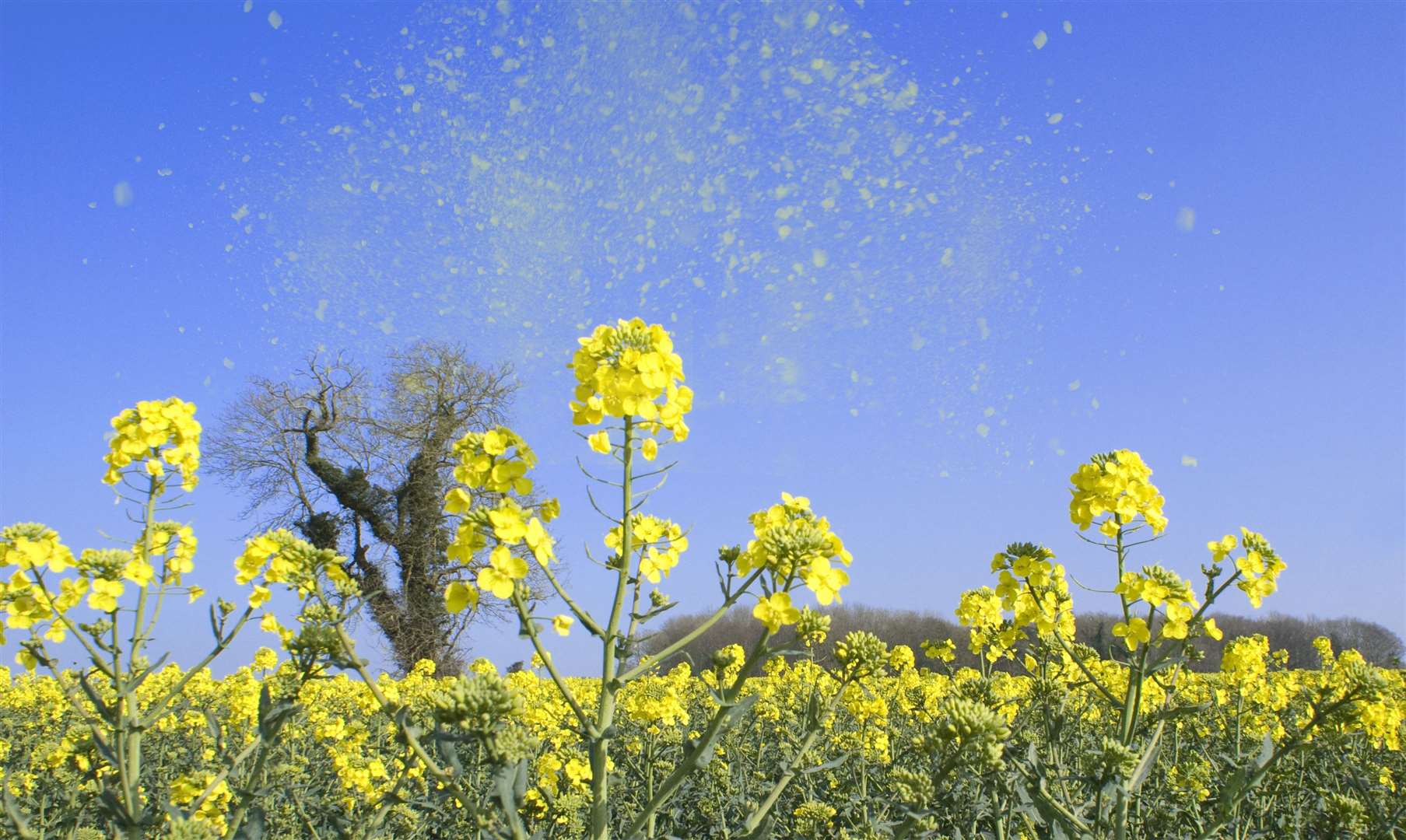 Grass pollen levels are highest in June and July