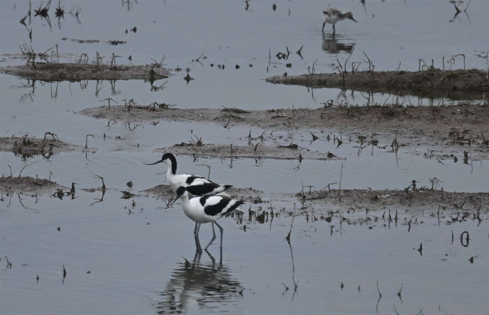 Avocets and chick. Photo: Ian Misselbrook