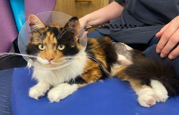 Hundreds of people supported Tinkerbell's appeal.