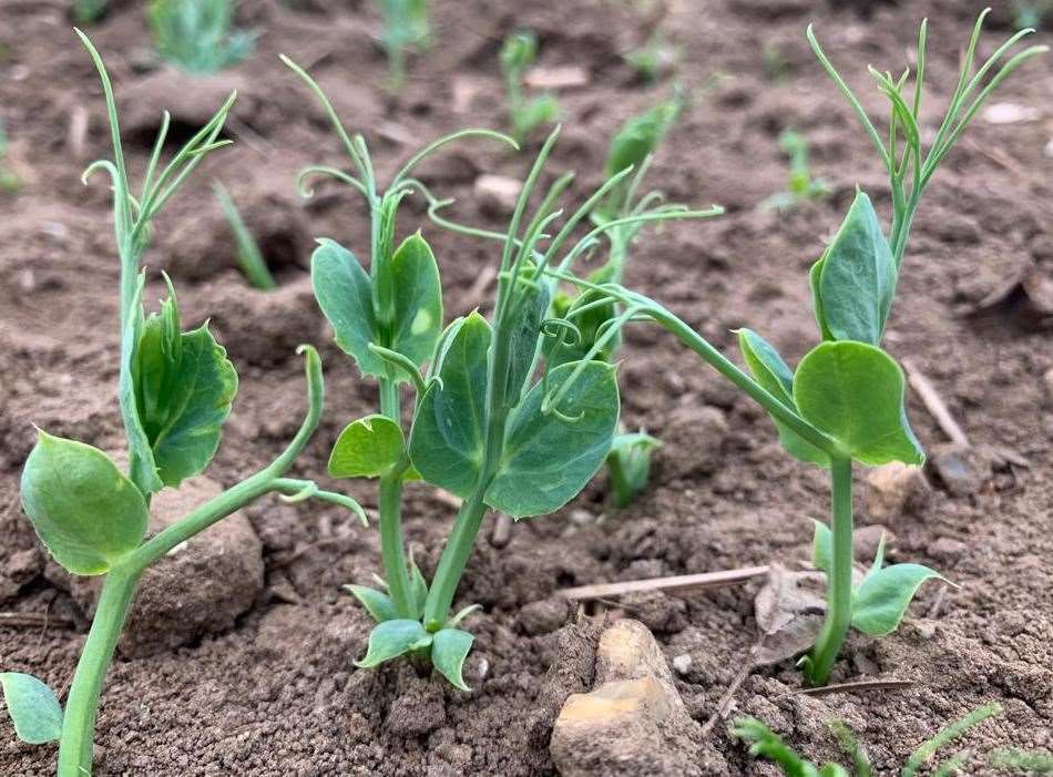 Peas are an environmentally friendly crop which require less fertilizer PHOTO: Supplied by Yes Peas campaign