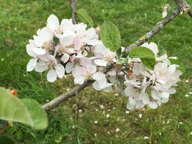 The Stamford Blossom Day event in 2022