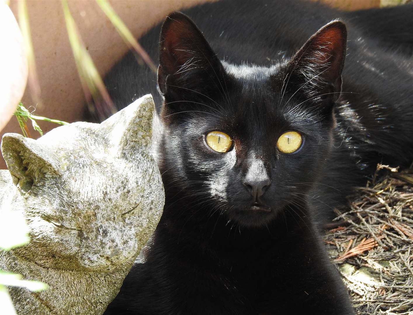The organisation had to stop the waiting list and close it's doors to any more animals