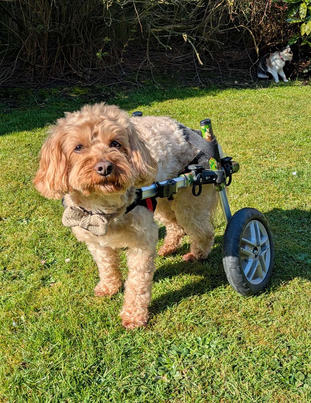 Chester shows off his wheels.