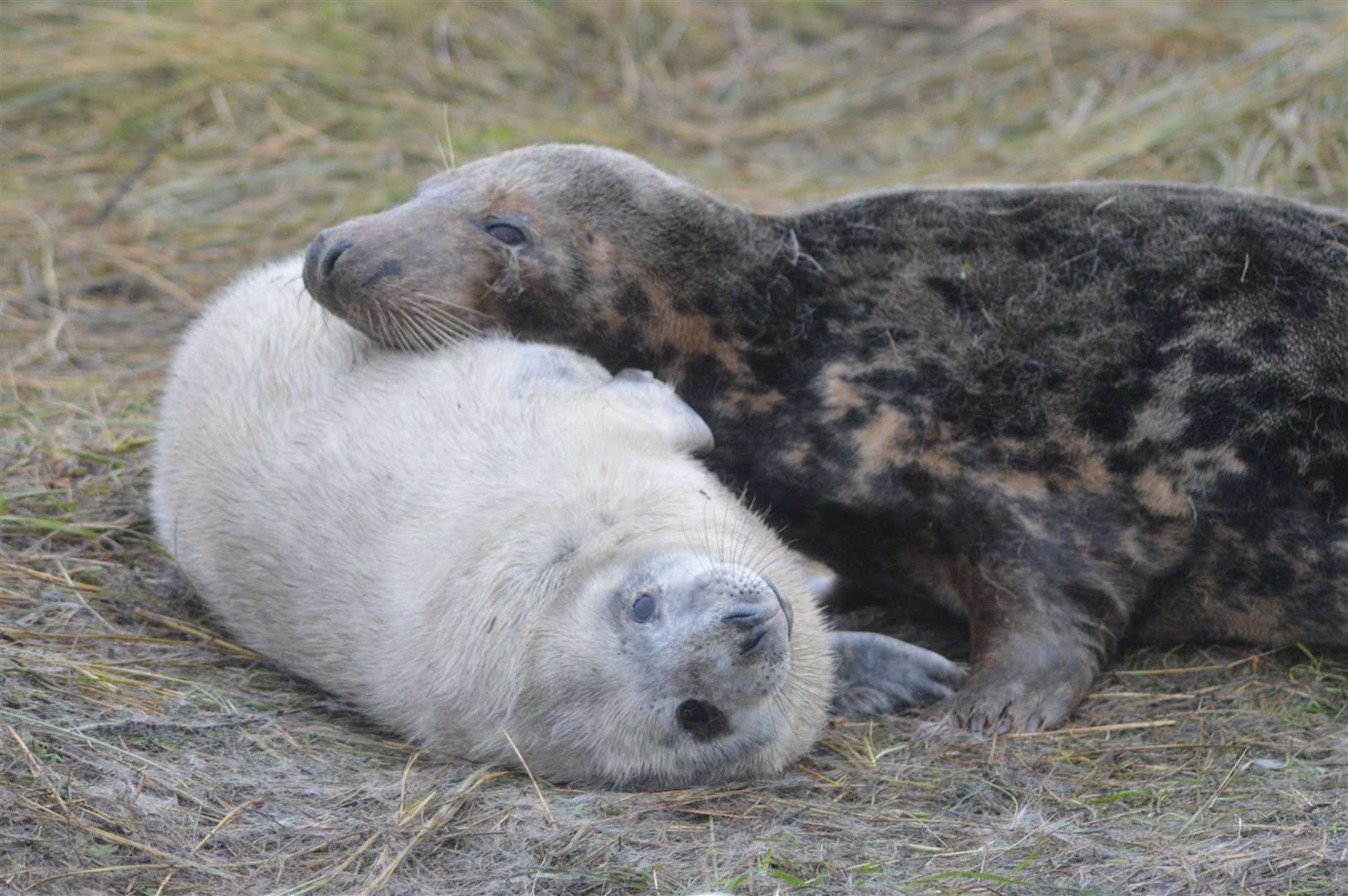 Thousands of seals are visible on site. Pictures: Kerry Coupe