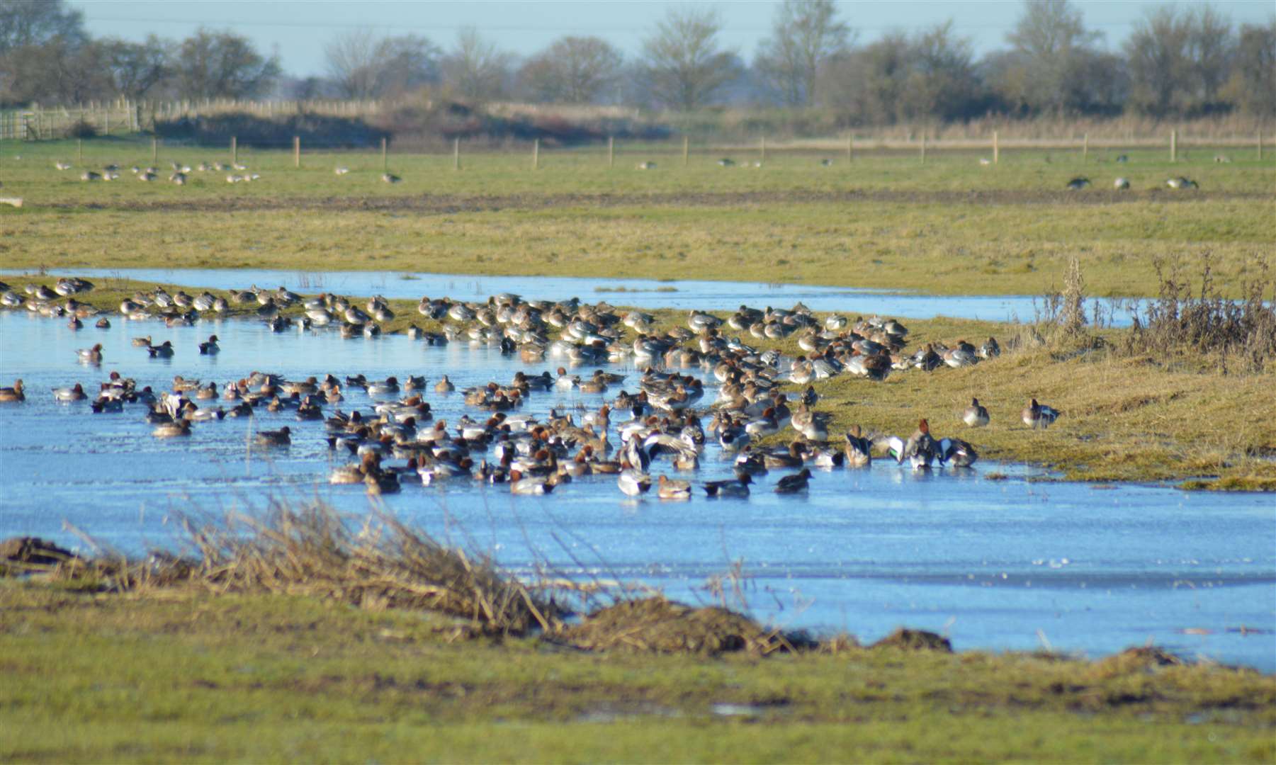 RSPB Frampton Marsh Photo: Ian Misselbrook
