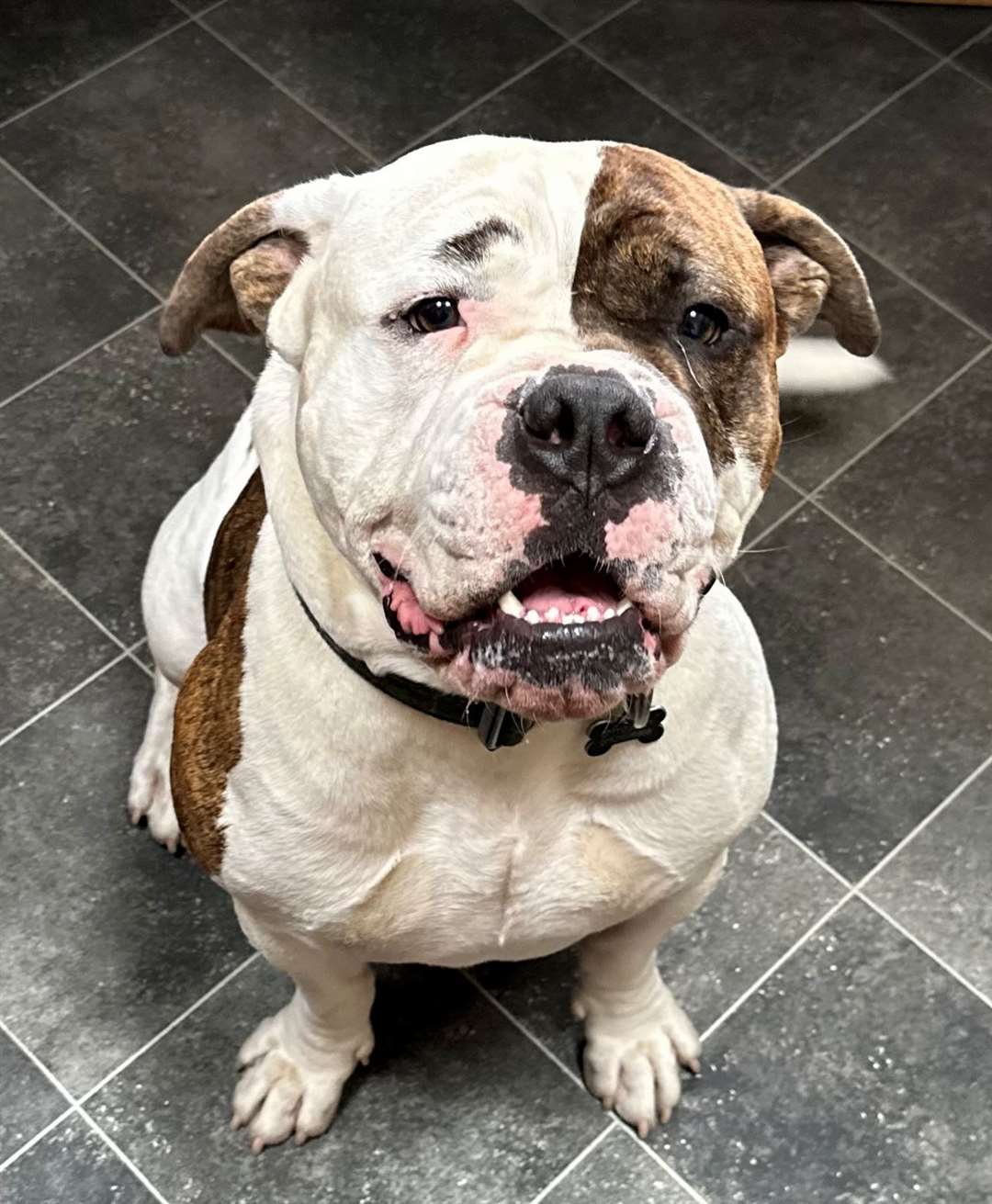 Kaiser is one of the many dogs Craig has had the pleasure of training