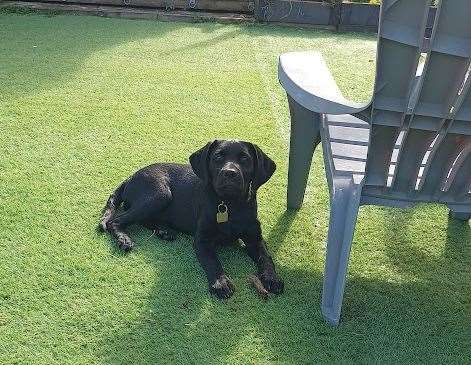 Beautiful guide dog Rita will one day change someone's life