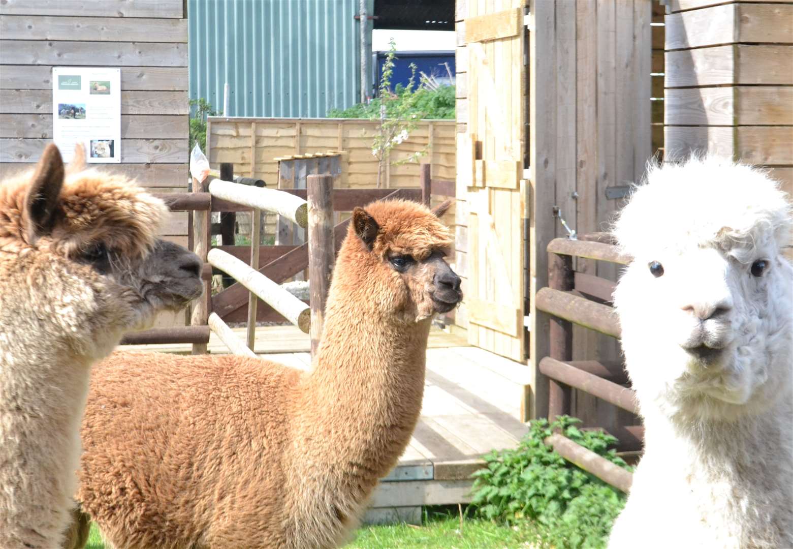 Flatlands Alpacas, Crowland. PHOTOS: Mark Gregory