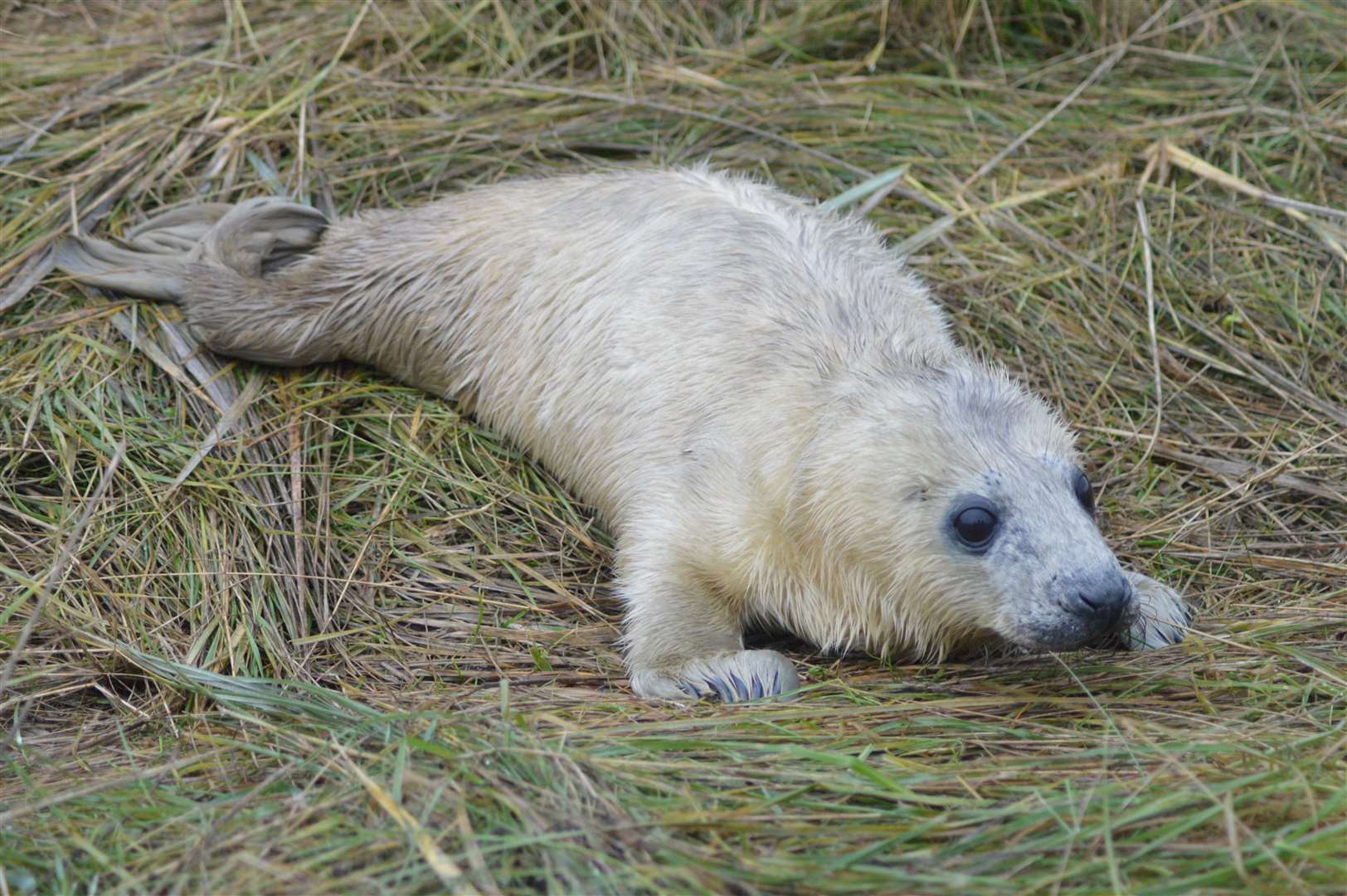 Every November and December, grey seals come to the coastline to give birth
