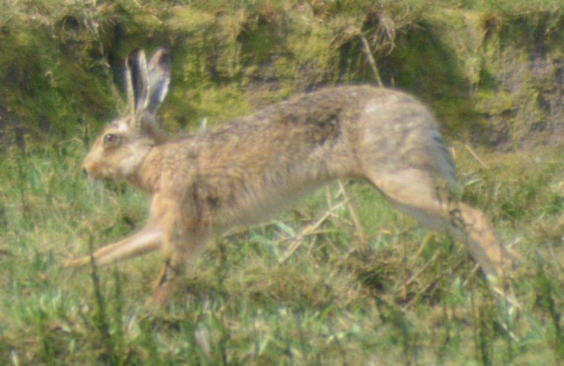 A hare