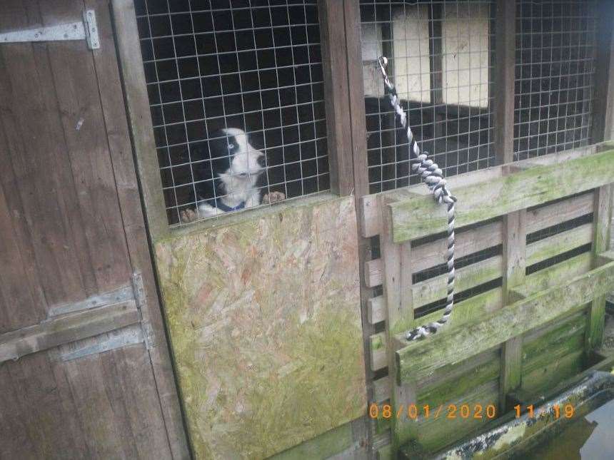 Tamara Lloyd has now been banned from keeping animals for life