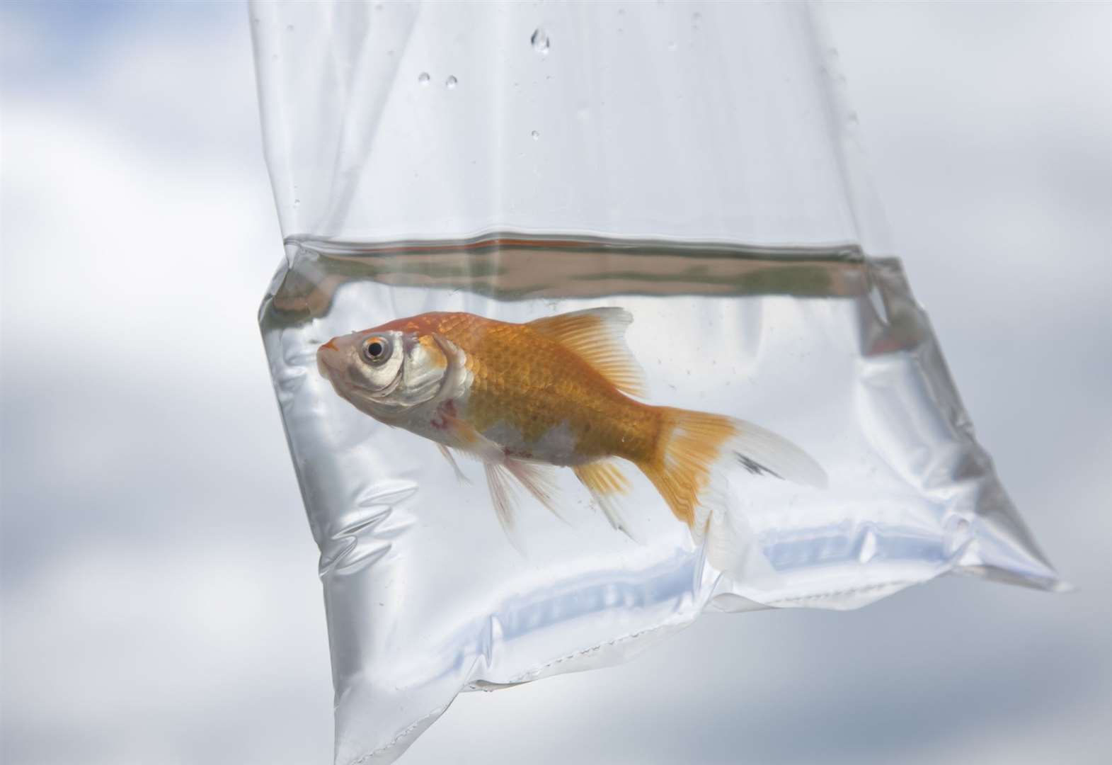 Giving away goldfish in a bag is not illegal in England or Wales