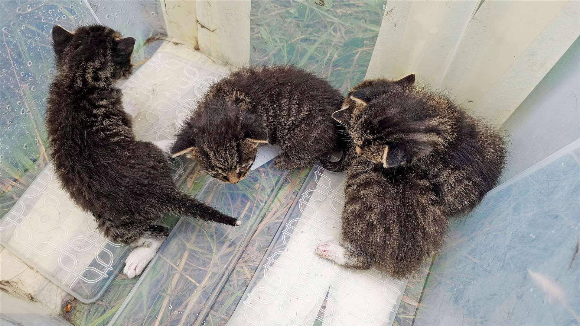 The four kittens found by Paul Clark.