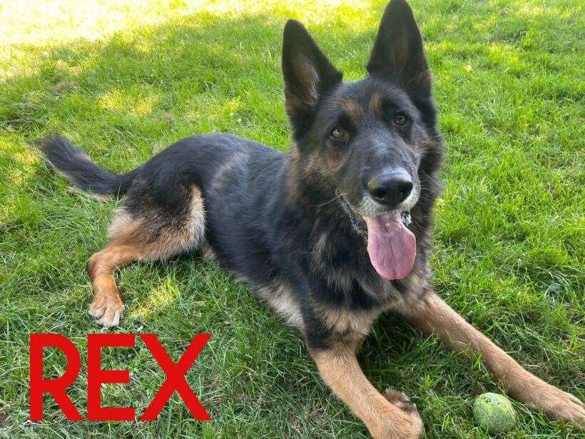 Rex needs a new home.