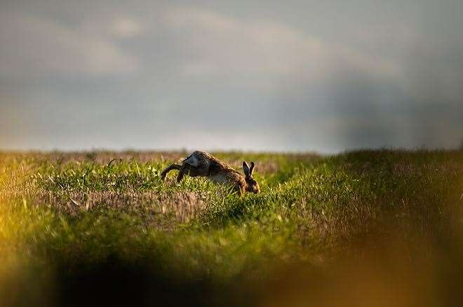 Police are cracking down on hare coursing