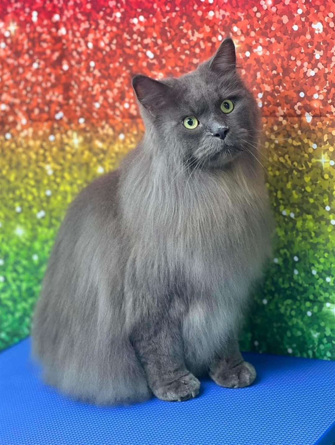 A cat client