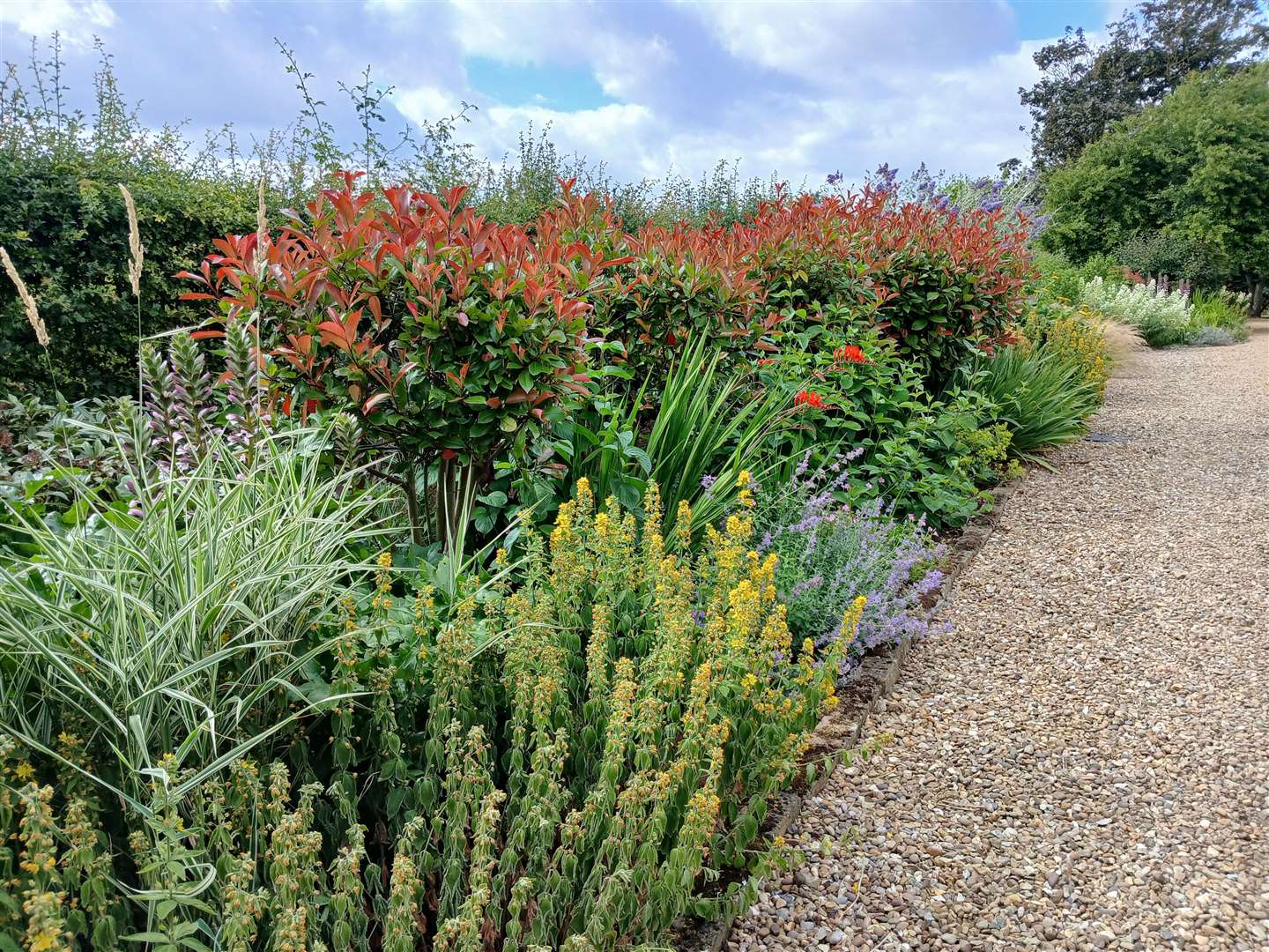 Red-tipped photinia forming a soft hedge surrounded by different leaf textures