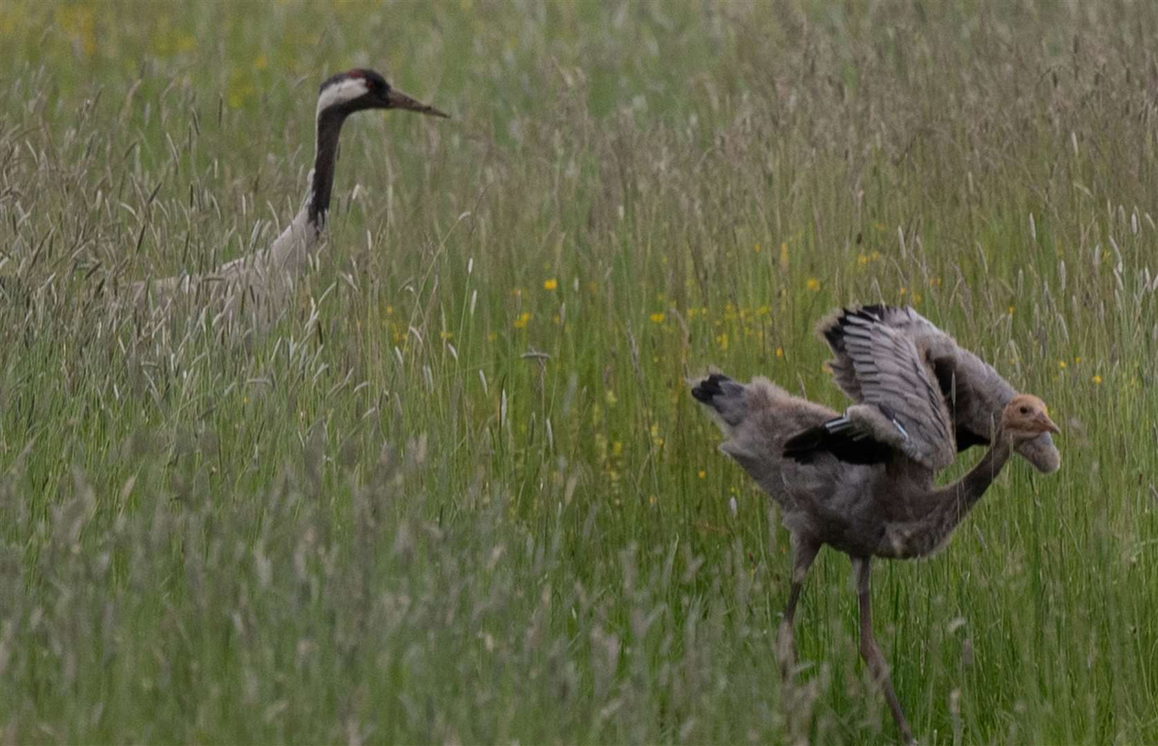 Crane chick. Photo: Ian Misselbrook