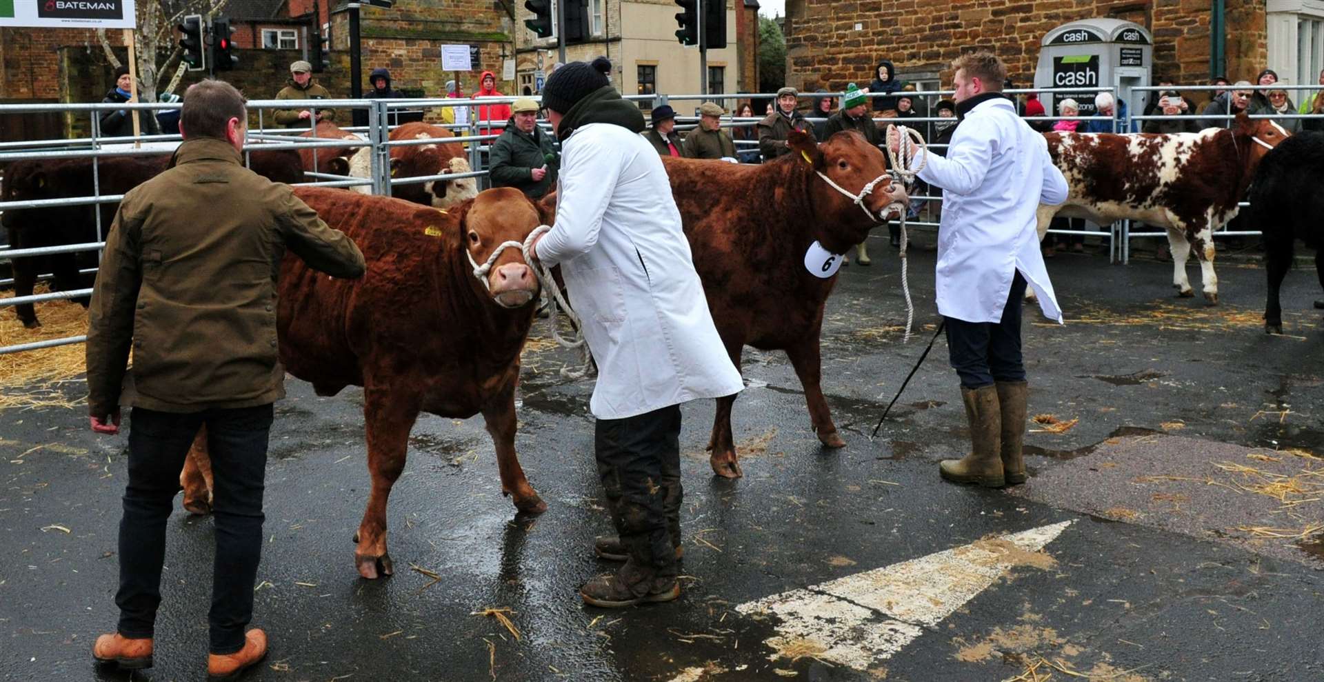 Judging at the Uppingham Fatstock Show. Photo: Chris Lowndes.