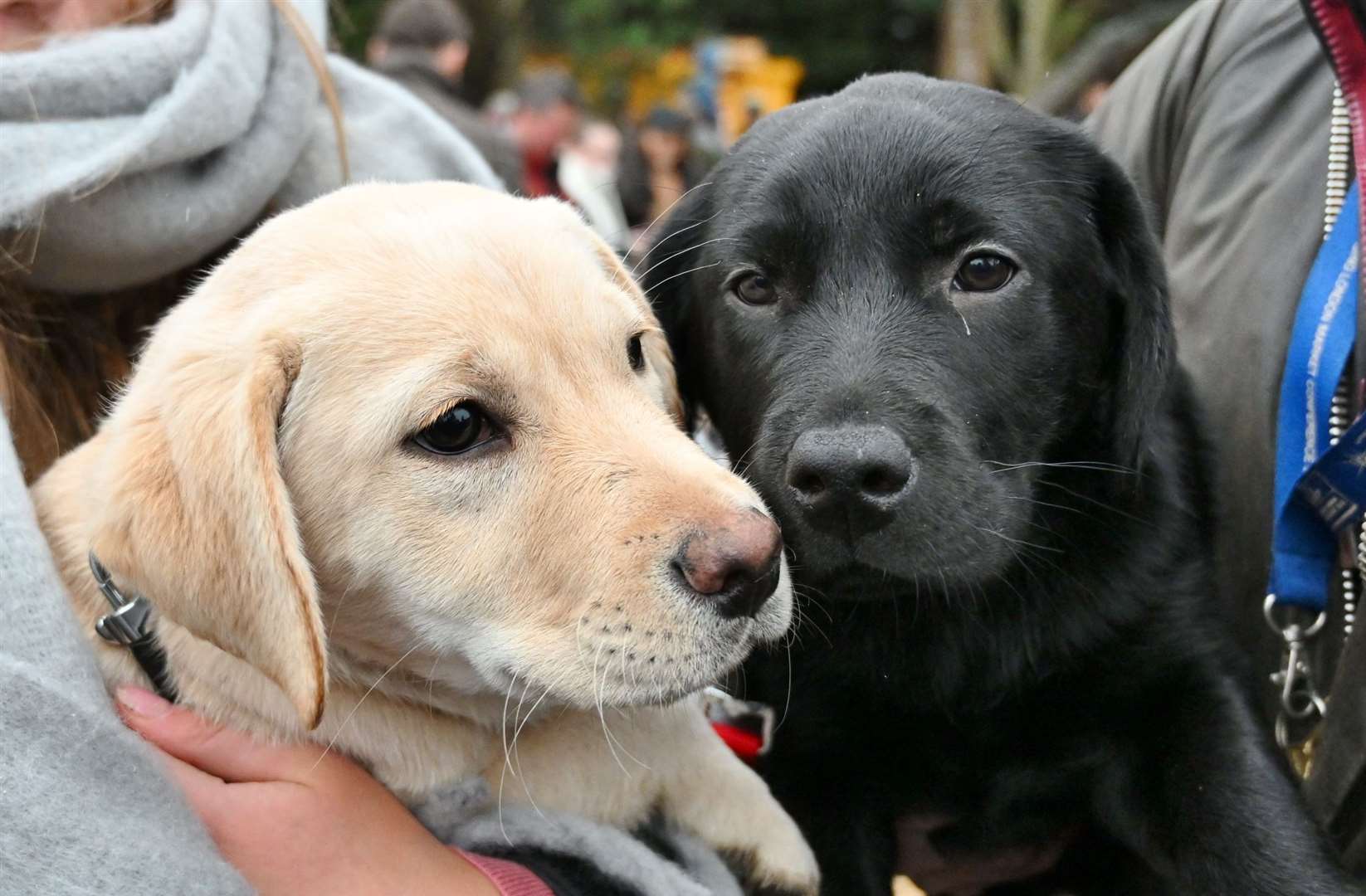Labrador puppies Holly and Ivy at the meet. Photo: David Lowndes