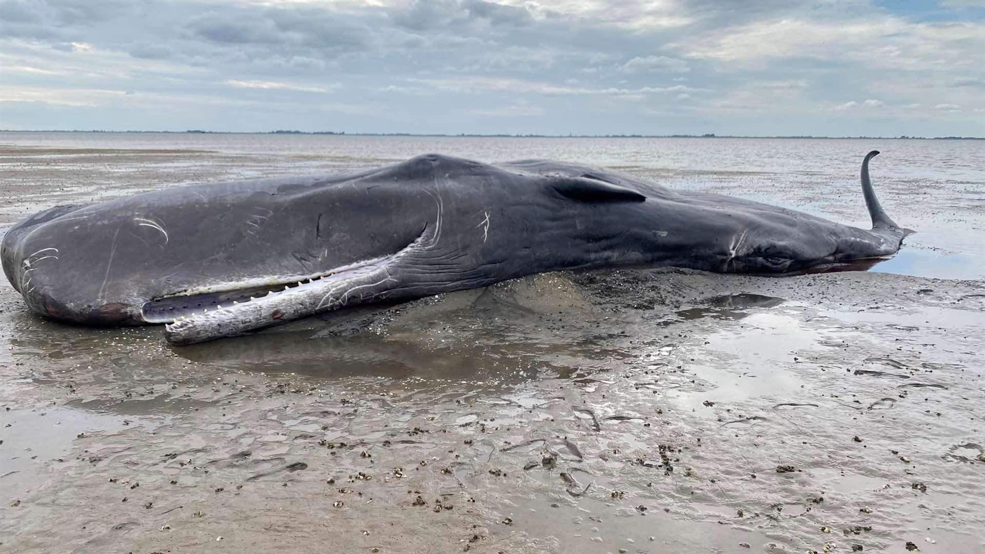 The Sperm Whale