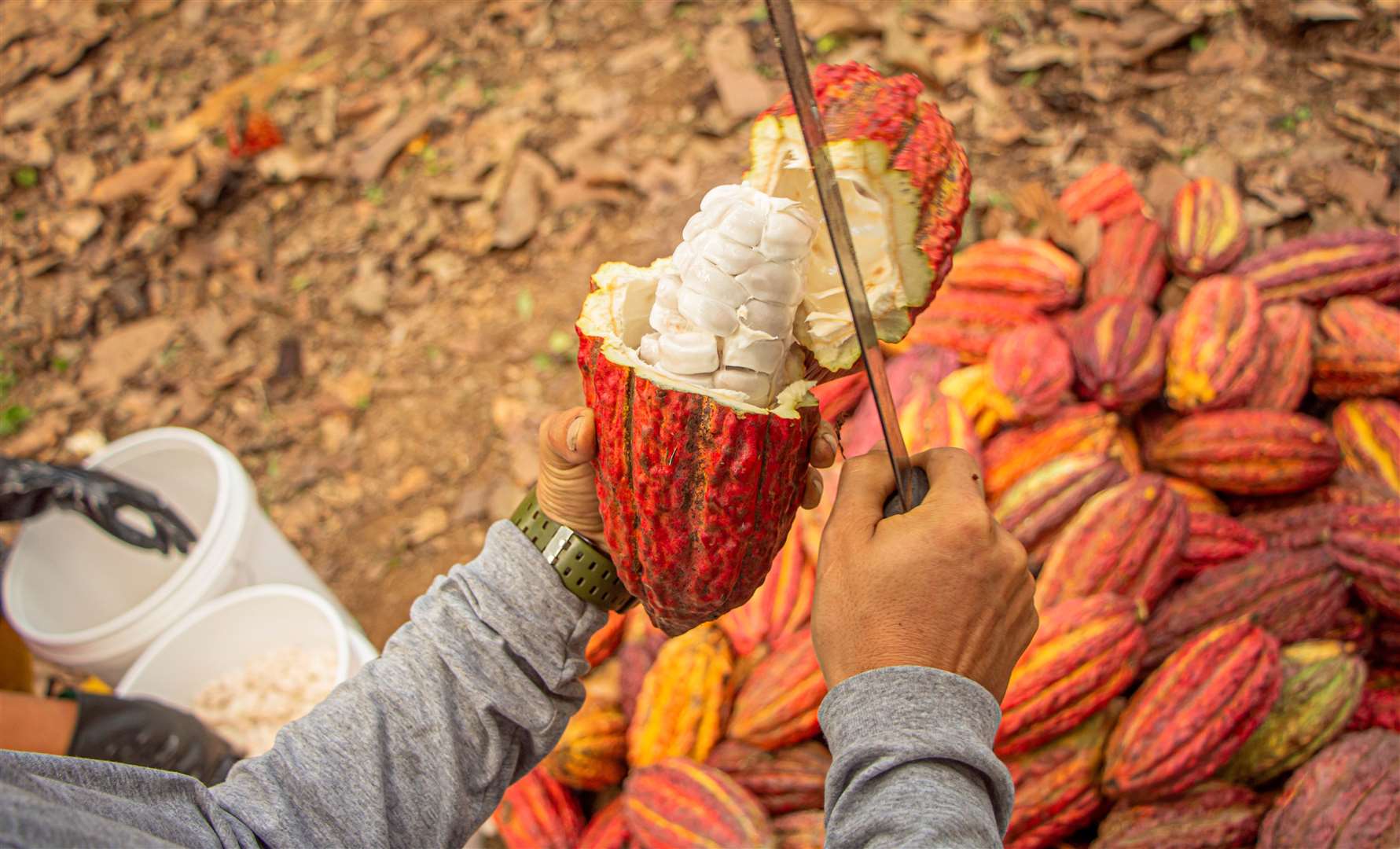 Cacaofruit is harvested in South America and Central Africa for its beans which are eventually used to make chocolate