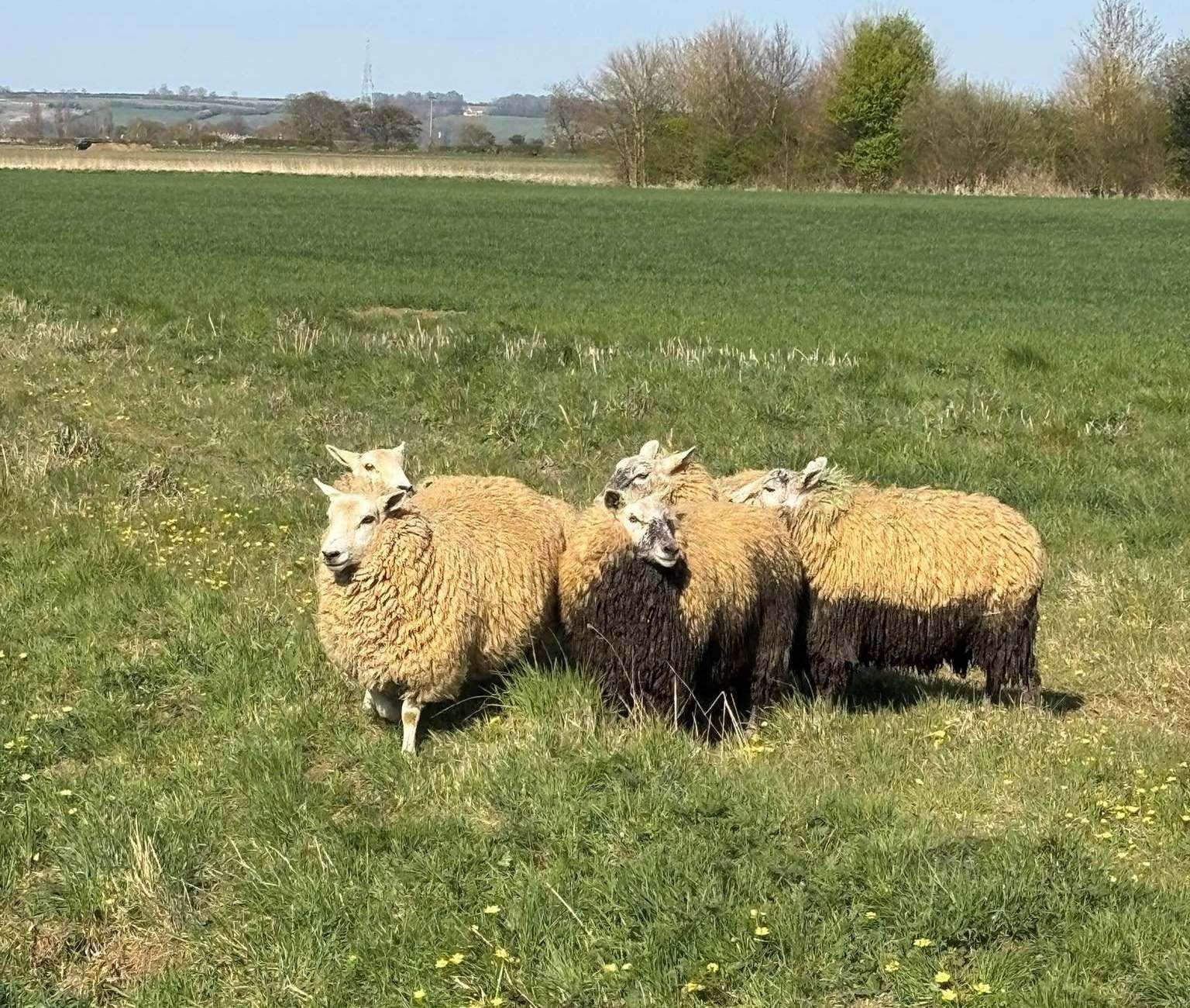 Sheep covered in mud after being rescued from a dyke.