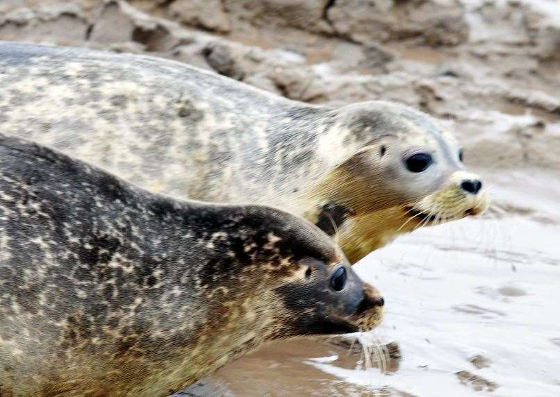 A previous seal release at Sutton Bridge