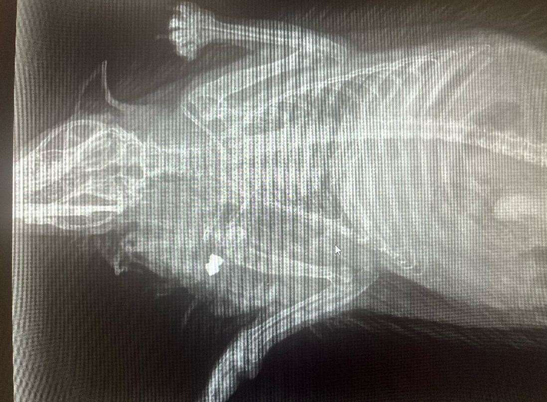 An x-ray of a hedgehog taken to a vet after being found wounded in a garden in Pembrokeshire with an air gun pellet embedded in his shoulder