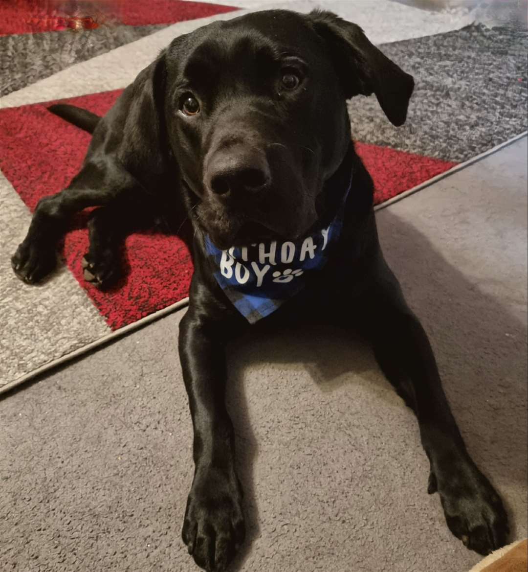 Two-year-old Labrador Jaspar.