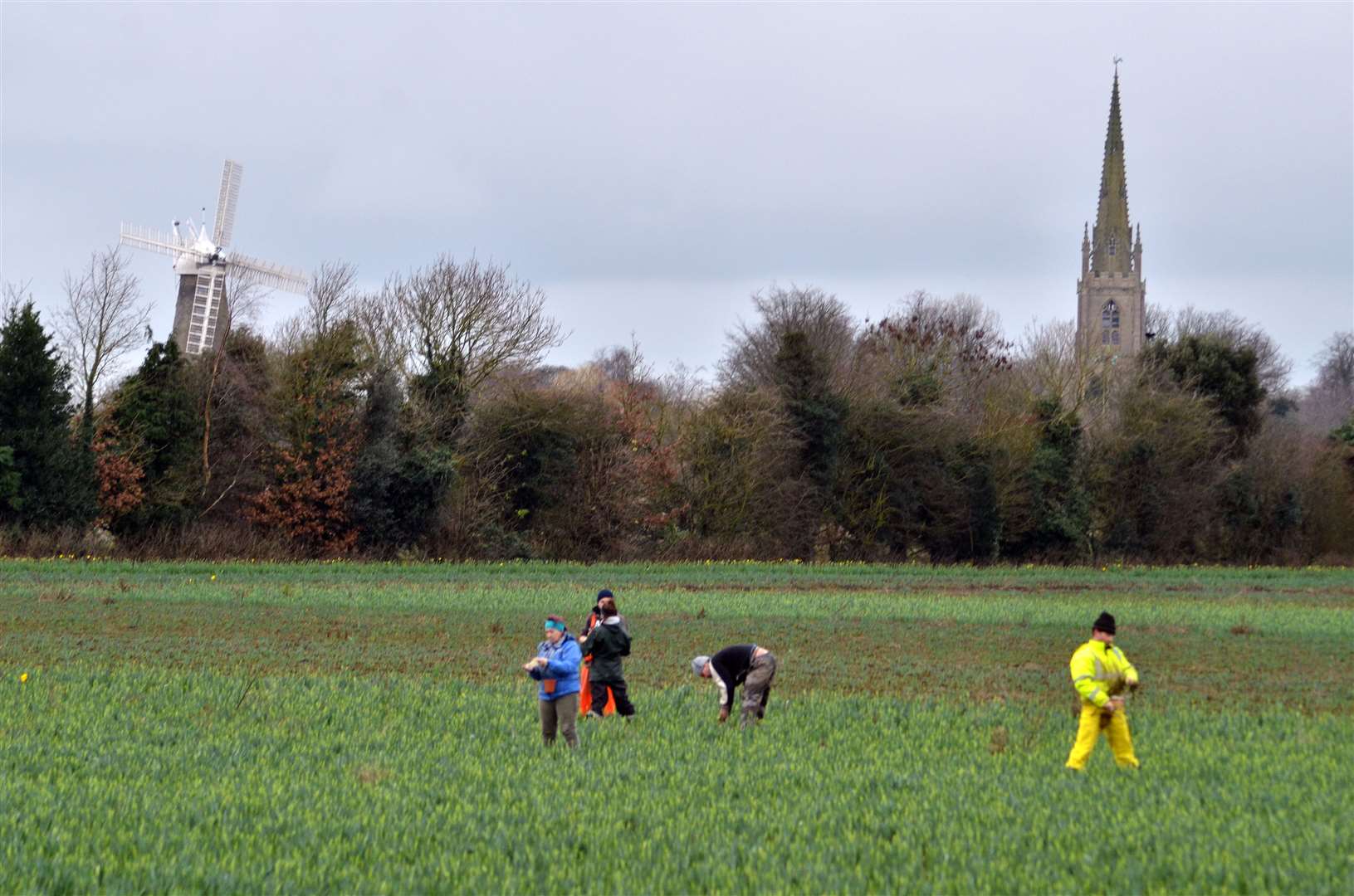 Daffodil cropping in Moulton