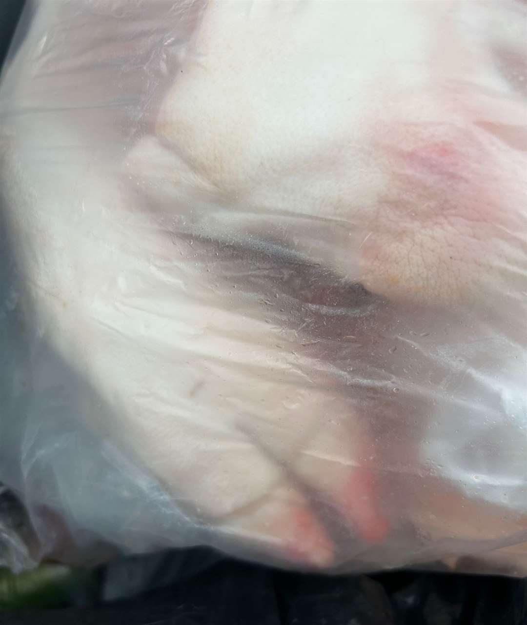 A pig's trotter in one of the bags