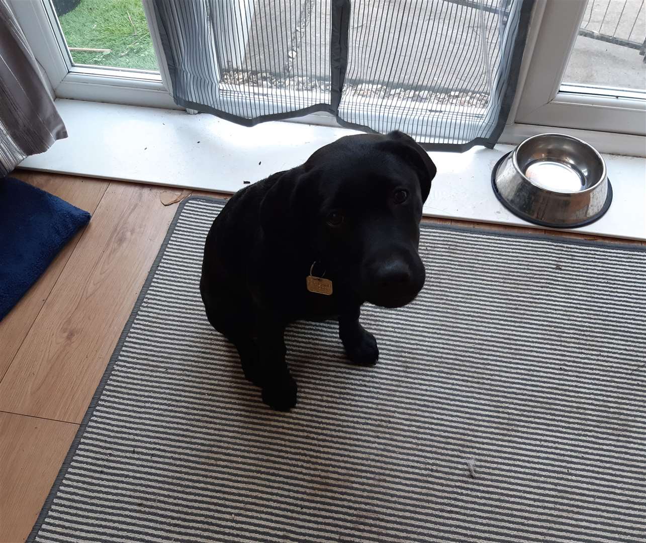 Trainee Guide Dog Rita has become a celebrity in Moulton Seas End