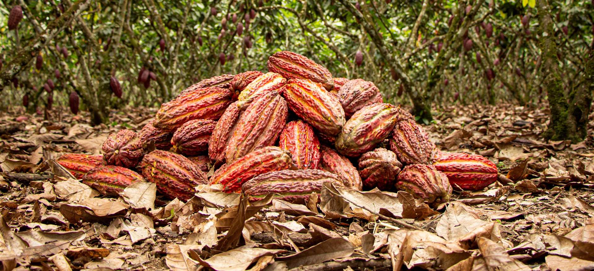 Kaoba is made from the pulp of the cacaofruit