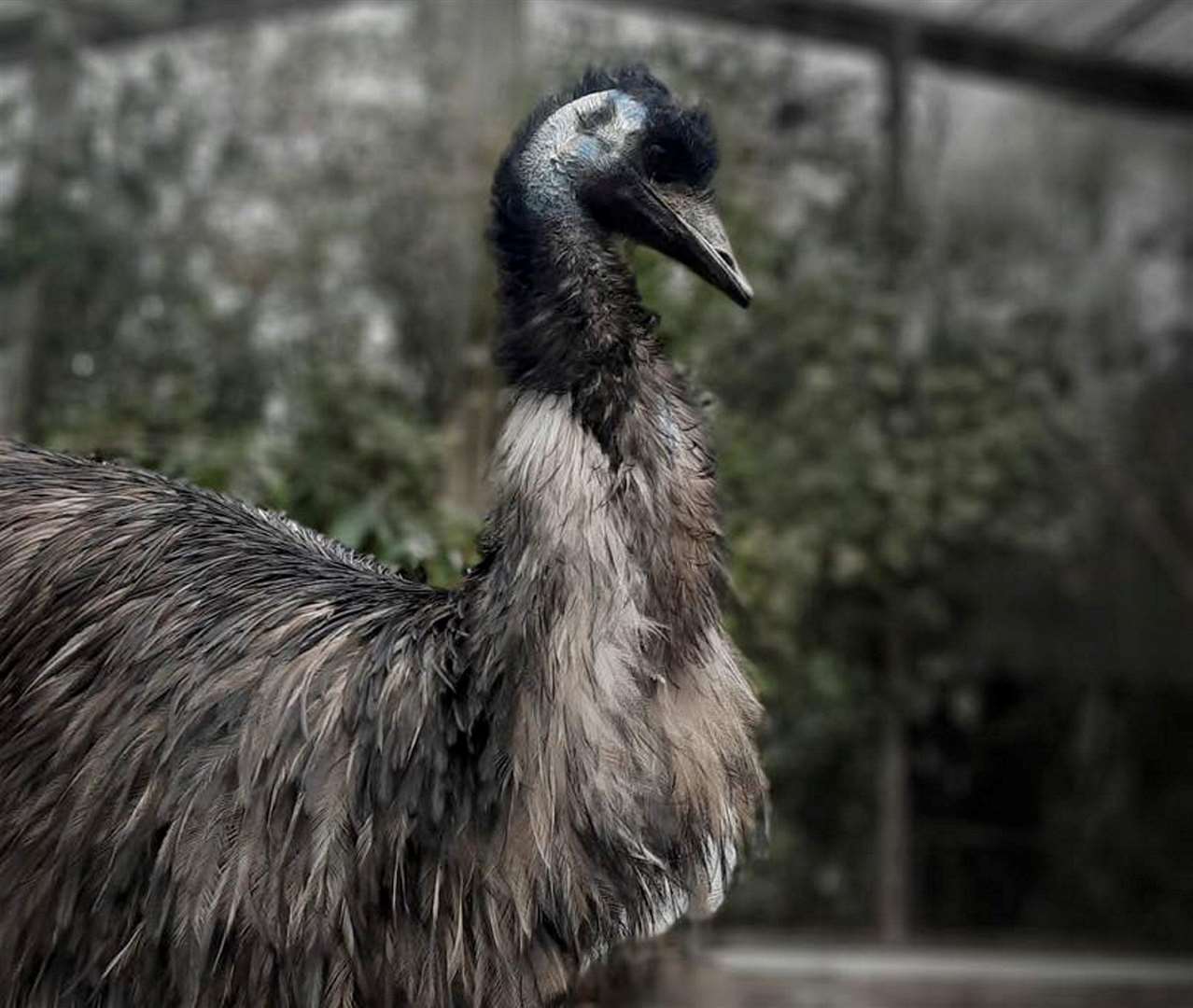 Emma, a male Emu, aged 44