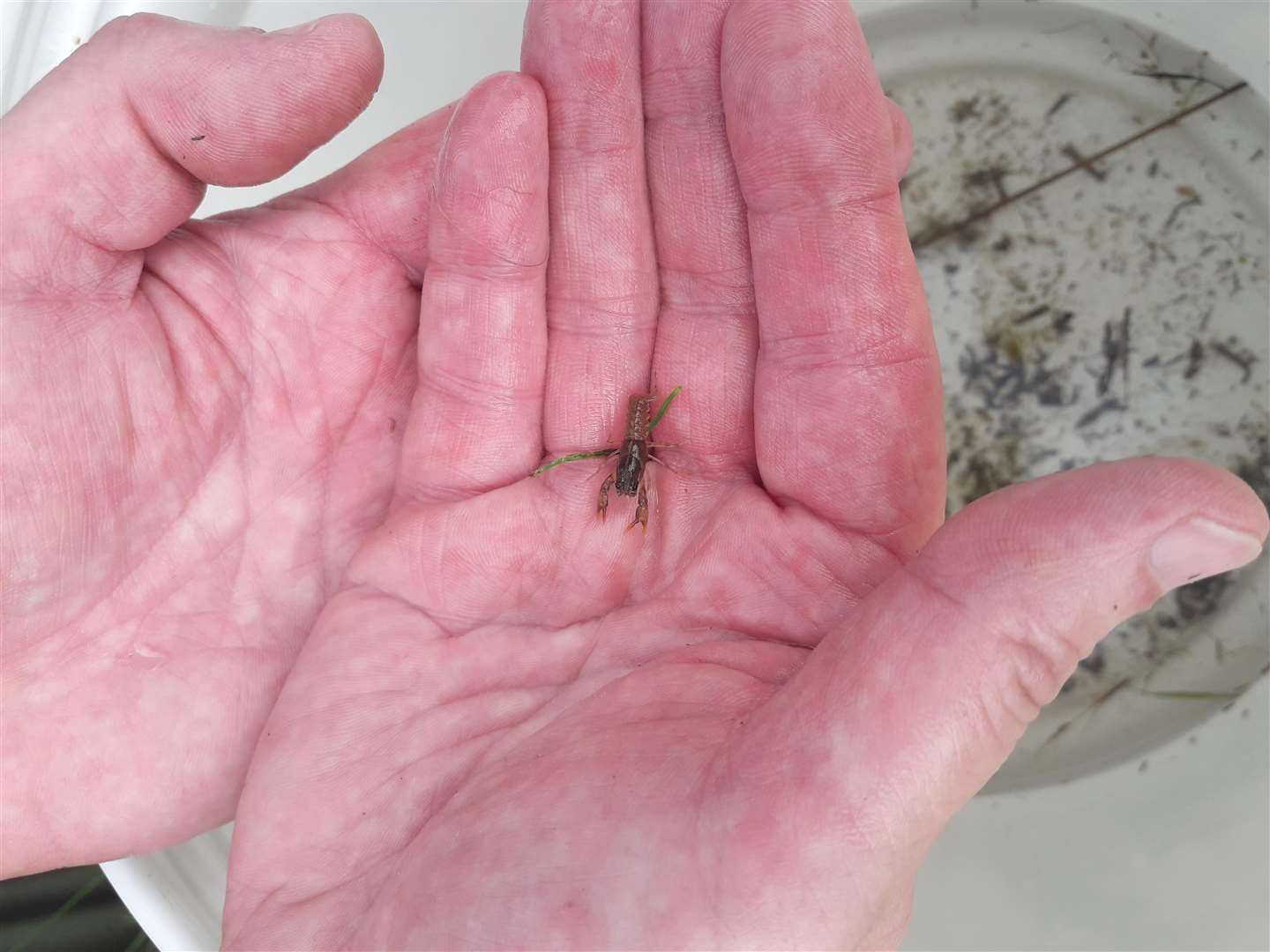 A baby white-clawed crayfish (3597302)