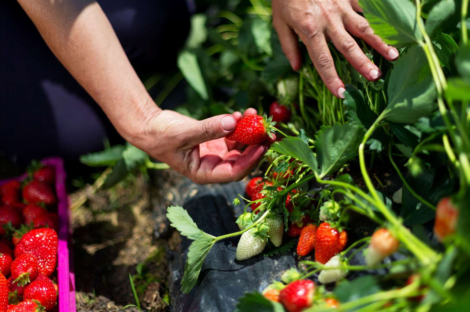 A person picking fresh strawberries. Photo: istock