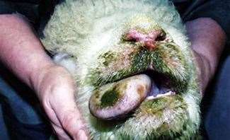 Bluetongue has been reported in Lincolnshire. Picture: Defra
