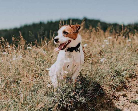 Dog. Image iStock