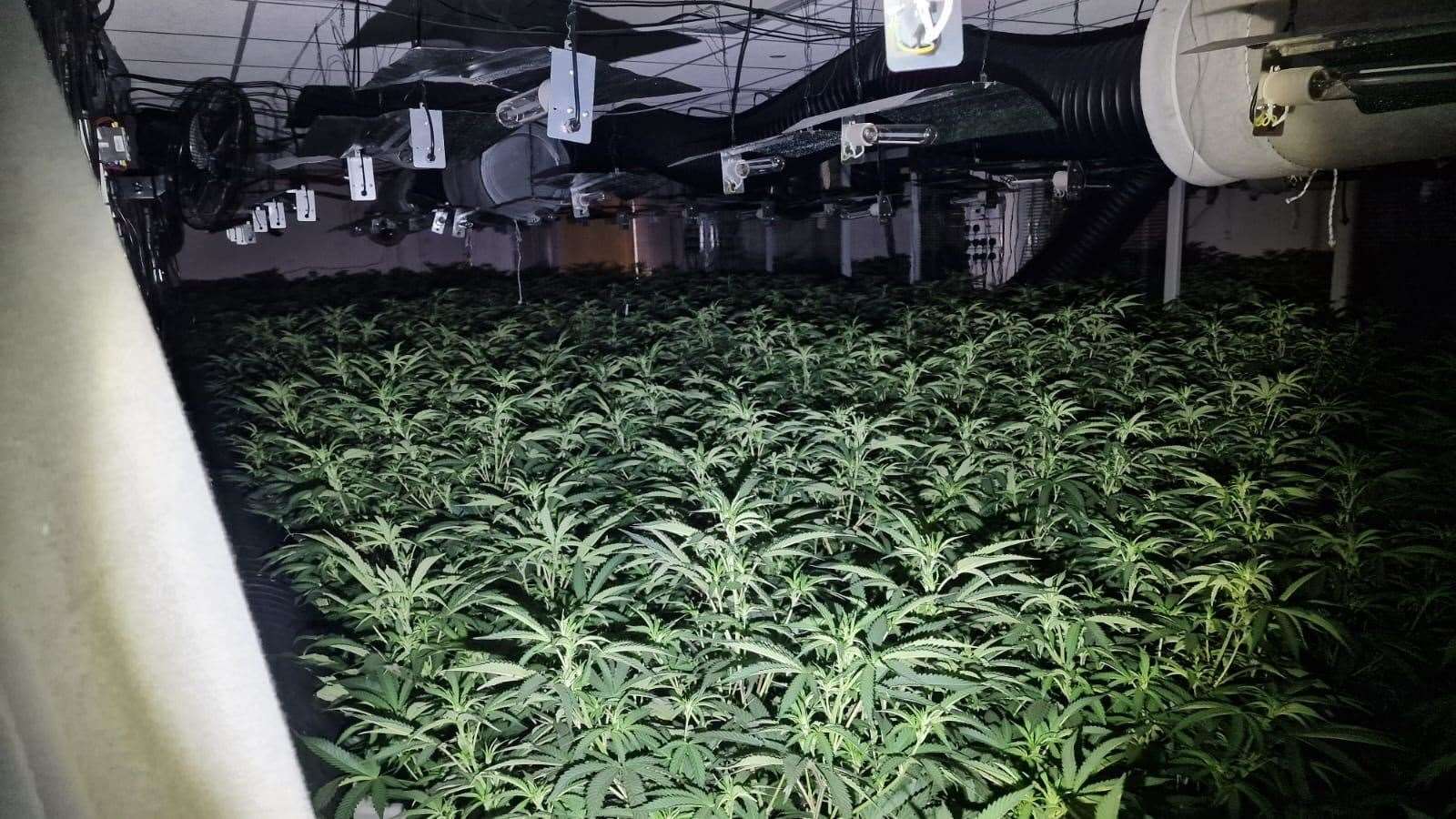 953 plants were discovered in the unit.