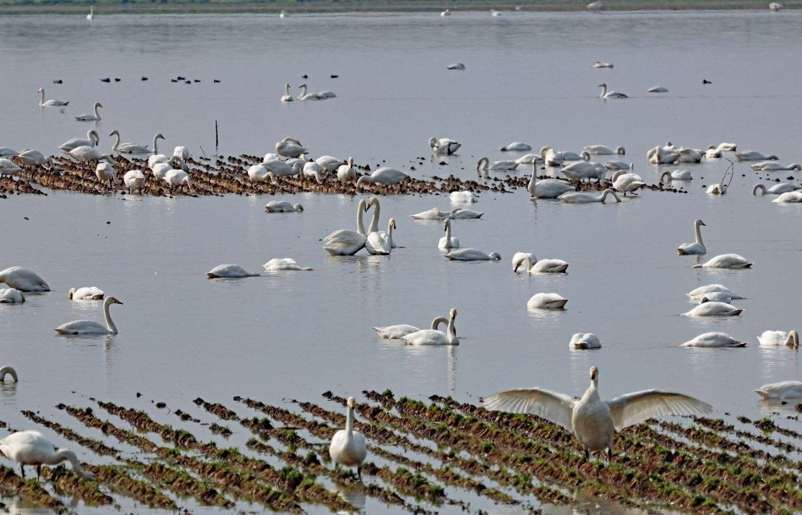 Swans at Cowbit Wash PHOTO: MARTIN BROWNE