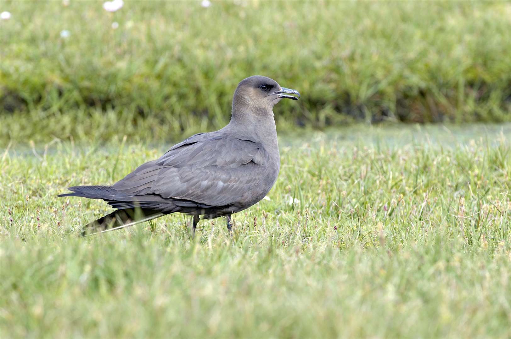 Arctic skua numbers have fallen by 83% since 1986 (Lorne Gill/NatureScot/PA)