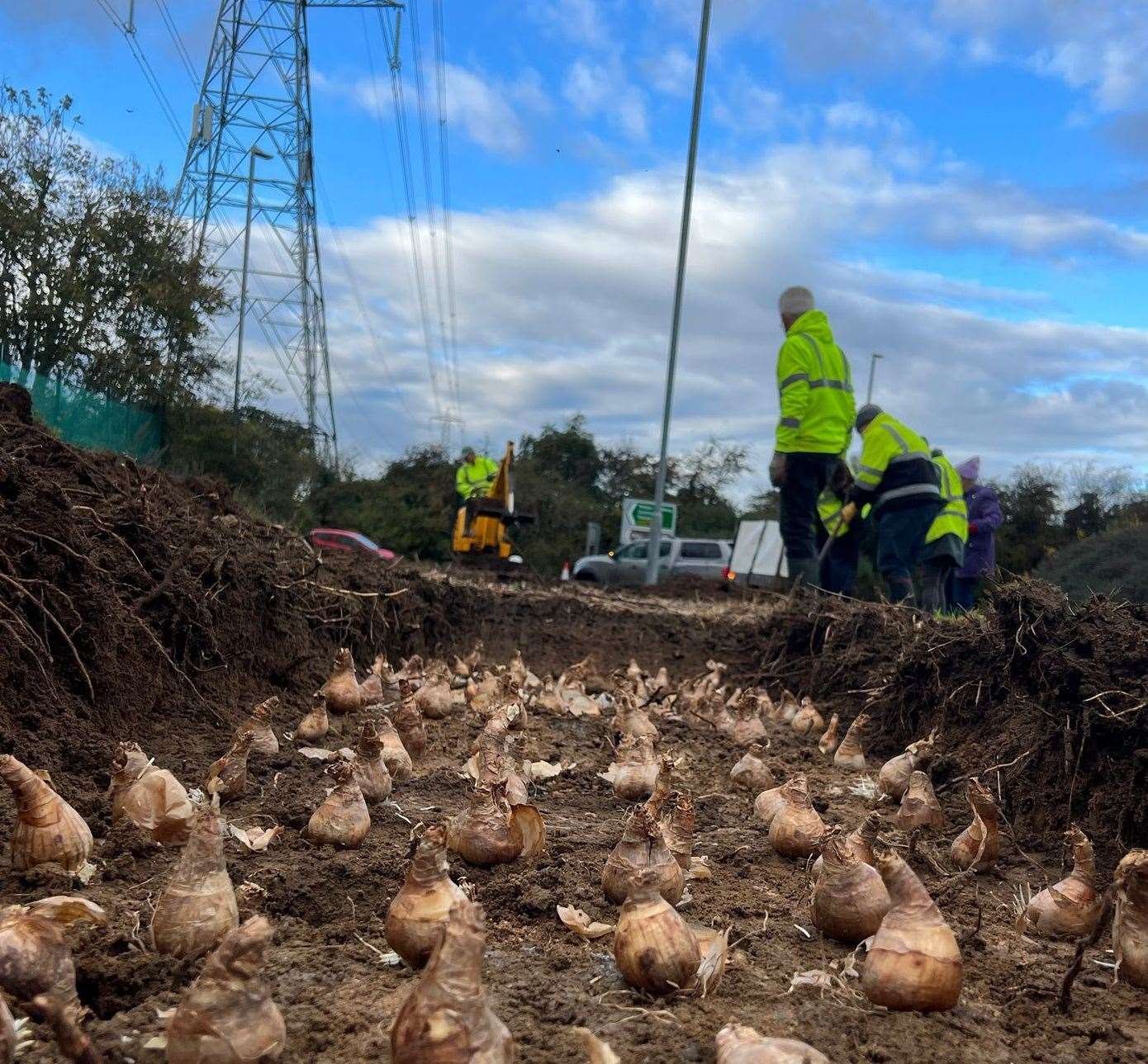 Daffodils bulbs were planted at the Harlaxton Road roundabout.