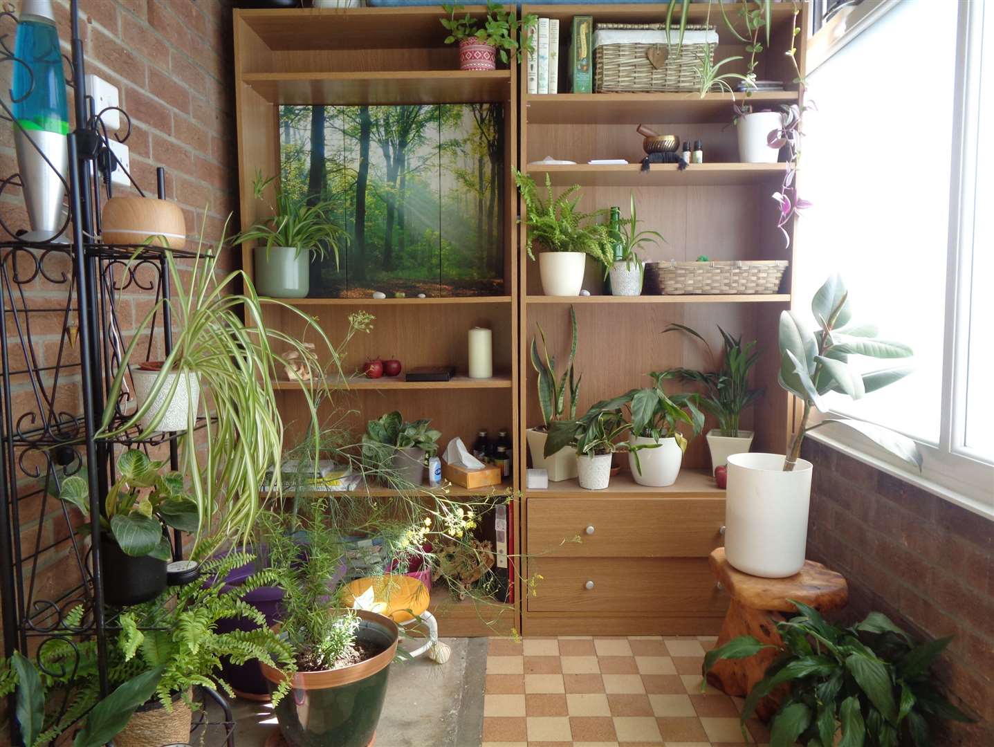 The room is filled with various plants to create a relaxing environment