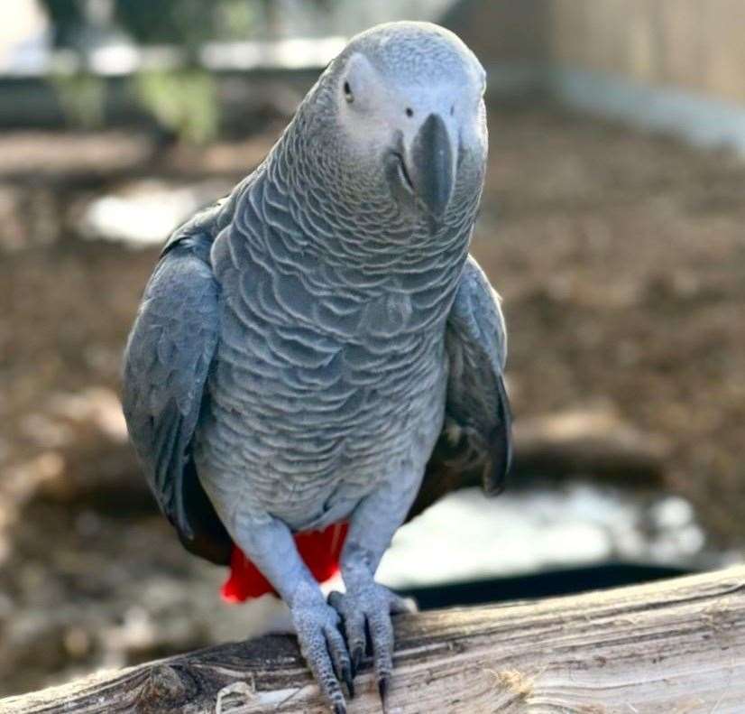 On one occassion there was even a group from the WI who were trying to get the parrots to curse.