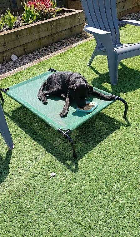 Trainee guide dog Rita relaxes